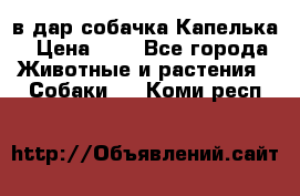 в дар собачка Капелька › Цена ­ 1 - Все города Животные и растения » Собаки   . Коми респ.